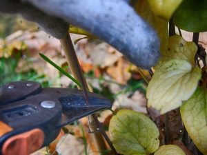 Beskärning av clematis på hösten