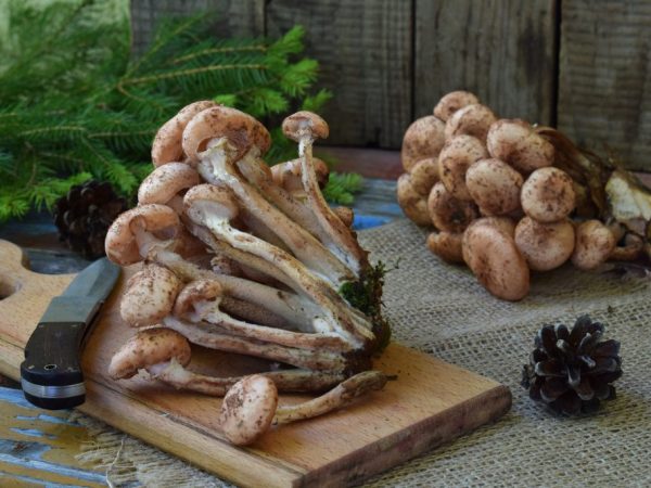 Regels voor het verwerken van verse champignons