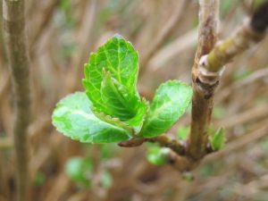 Voortplanting van hortensia door stekken in de herfst