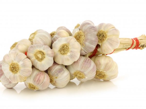 Garlic braid will brighten your kitchen