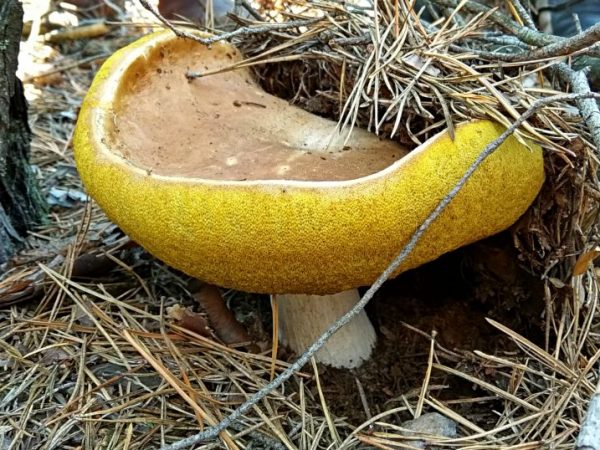 De största svamparna