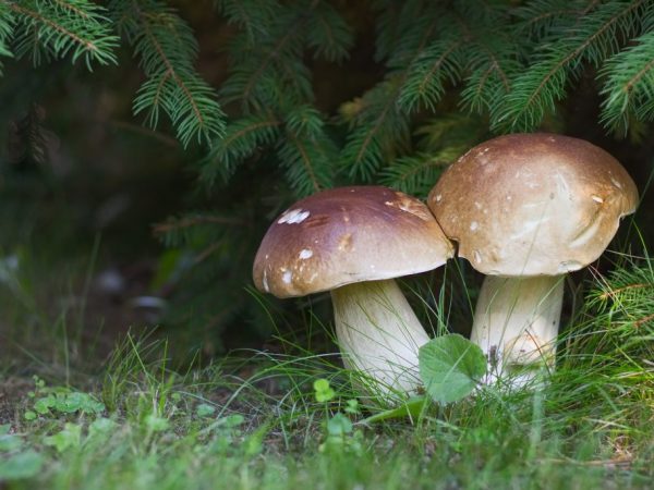 Velikost houby závisí na podmínkách pěstování