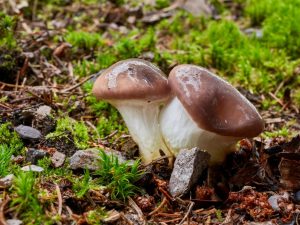 Beschrijving van zomersoorten paddenstoelen