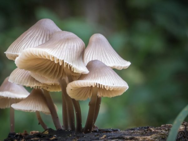 Jedovaté houby způsobují těžkou otravu