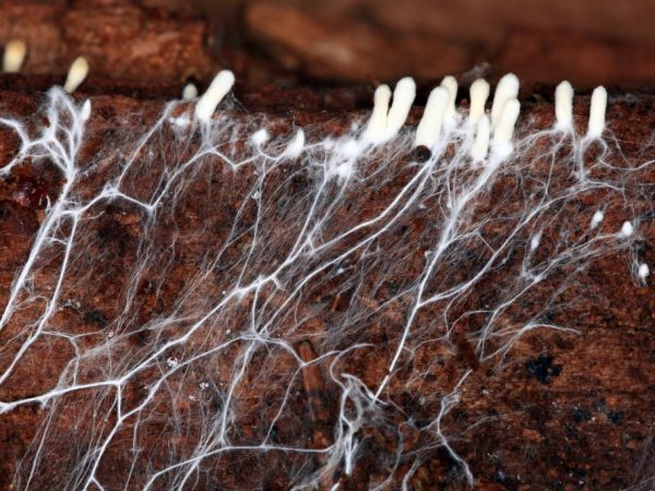La estructura del micelio del hongo y su cultivo.