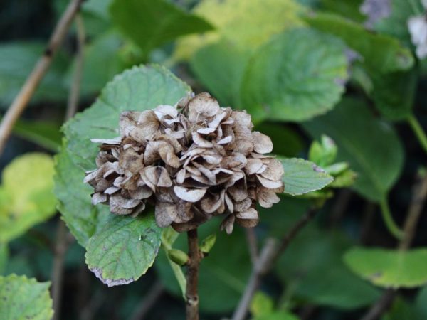 Kenmerken van het snoeien van hortensia's in de herfst