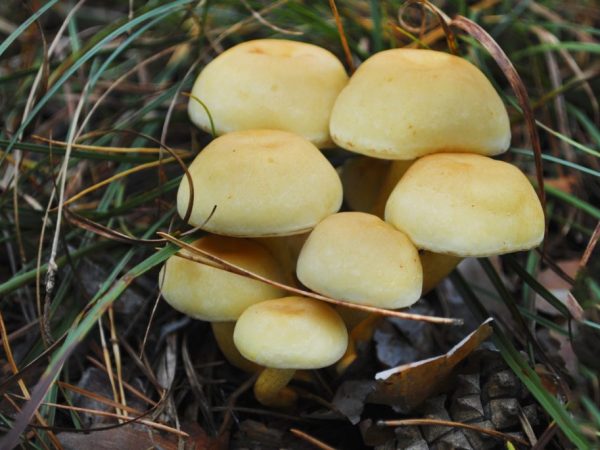 Medové houby obsahují mnoho vitamínů