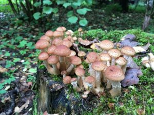 Medové houby v Čeljabinské oblasti