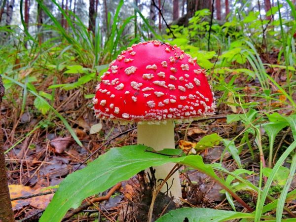 Giftiga svampar är vanliga i skogen