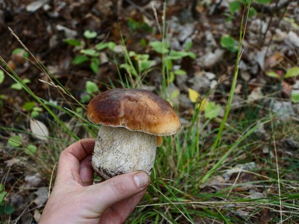 Vit svamp kan ätas rå