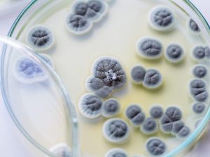 Structura și activitatea ciupercii penicilului
