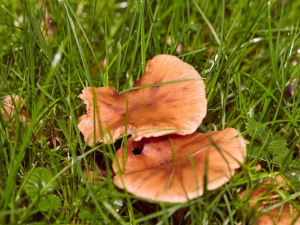 Kenmerken van overwoekerde paddenstoelen