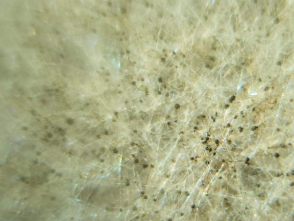 Los hongos del moho se asientan en cualquier superficie
