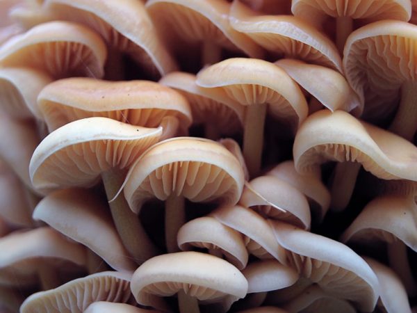 Ätbara och giftiga lamellära svampar