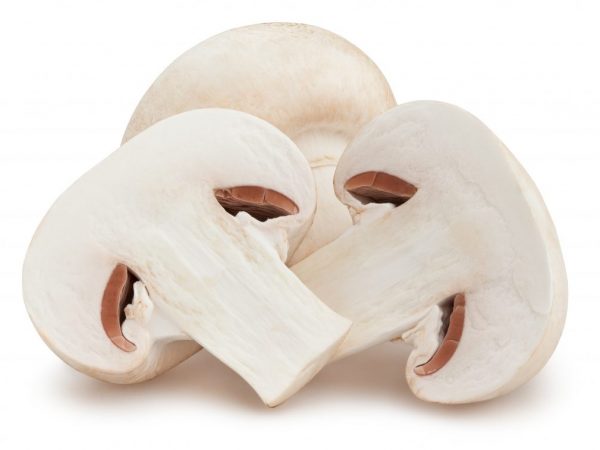 Plodnice houby