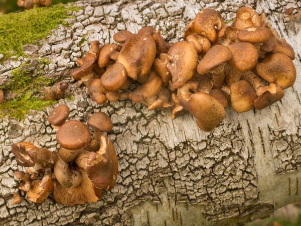 Honingpaddestoelen vernietigen uiteindelijk de boom