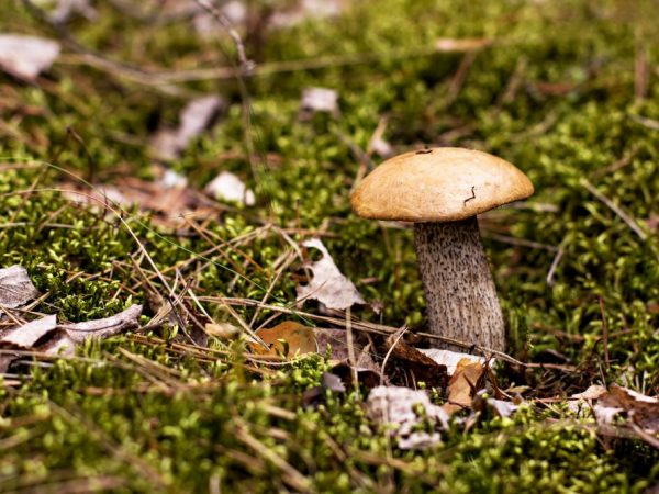 Endast unga svampar är lämpliga för mat