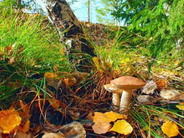 De paddenstoel kan worden gebruikt voor medicinale doeleinden