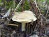 Kenmerken van het laden van champignons