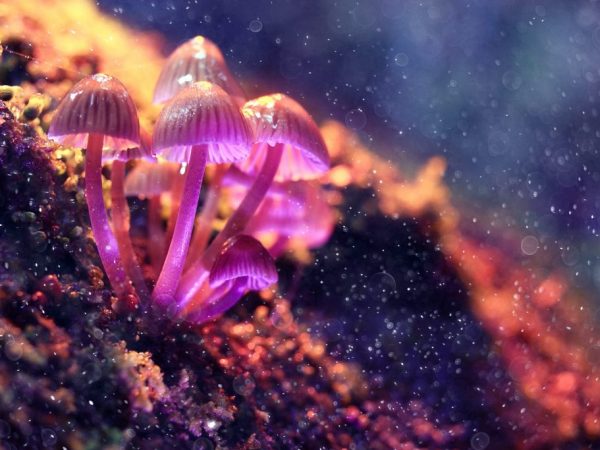 Krásné a neobvyklé houby světa