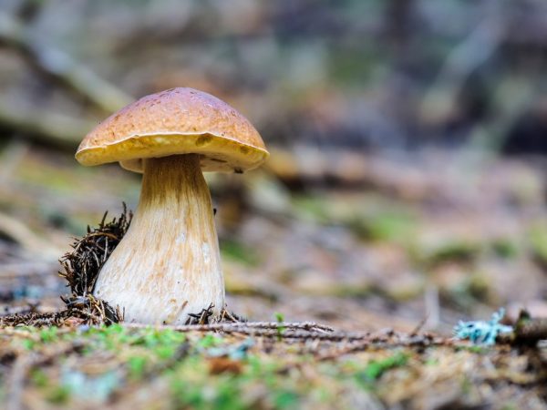 Egenskaper för ätliga svampar