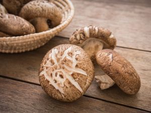 Kenmerken van shiitake-paddenstoelen