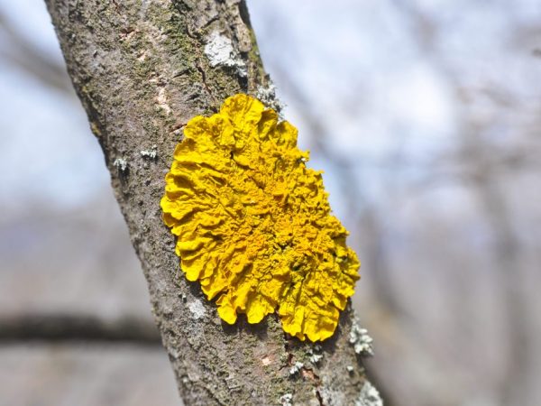 Lichenii pot trăi până la 100 de ani