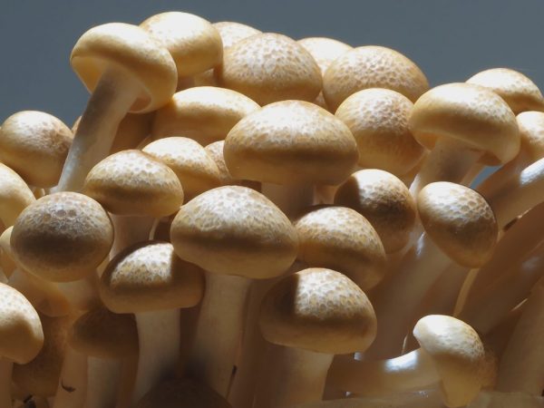 De chemische samenstelling van paddenstoelen