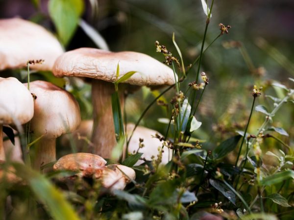 Podle chuti jsou houby rozděleny do čtyř skupin.