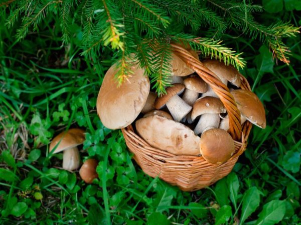 Eetbare paddenstoelen van het Stavropol-gebied