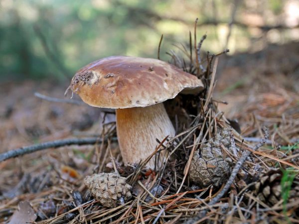 De herfst is goed voor het plukken van paddenstoelen