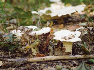 Voorwaardelijk eetbare paddenstoelen