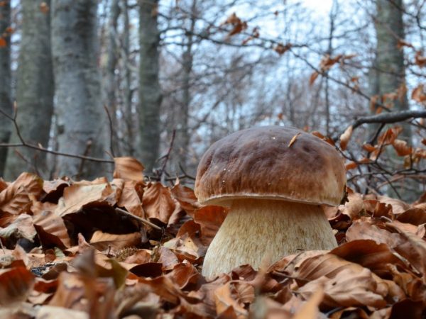 Ciuperci în Arhanghelsk