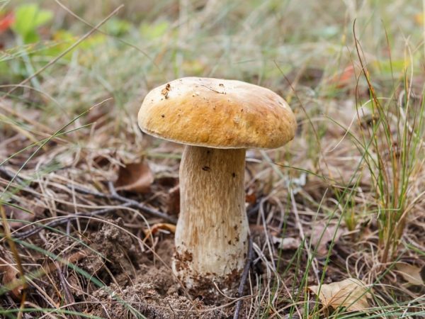 In augustus zijn er veel soorten paddenstoelen te vinden