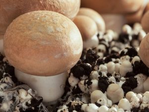 Regler för odling av svamp hemma
