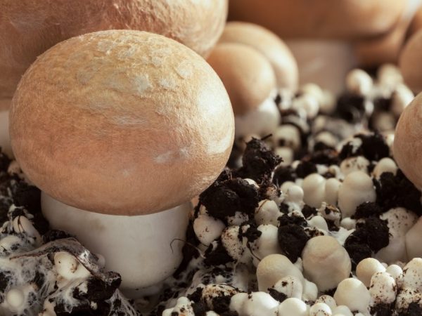 Regels voor het thuis kweken van champignons