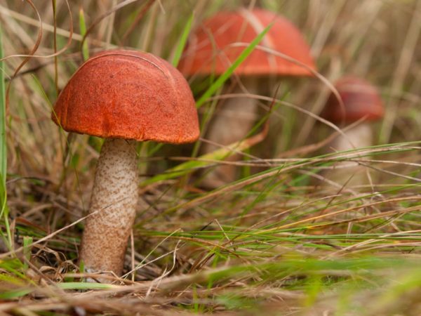 Vocht is belangrijk voor paddenstoelen