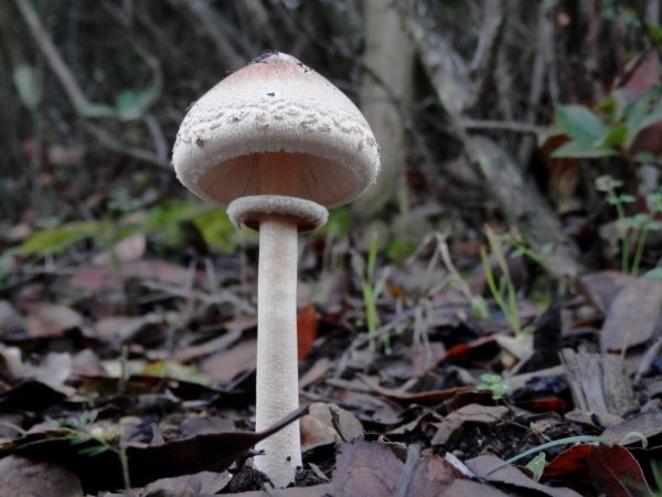 Beskrivning av giftiga svampar