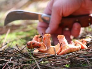 Champignons plukken in Wit-Rusland in 2018