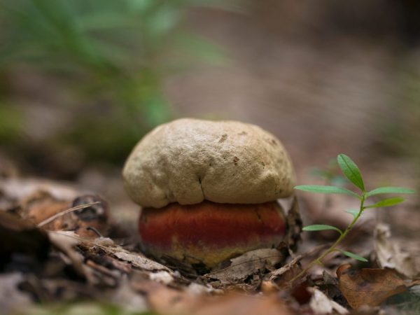 Jedovaté houby mohou způsobit těžkou otravu