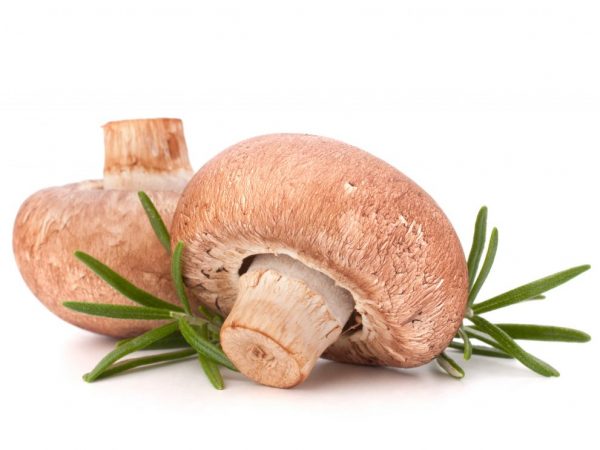 Sommige paddenstoelen hebben medicinale waarde