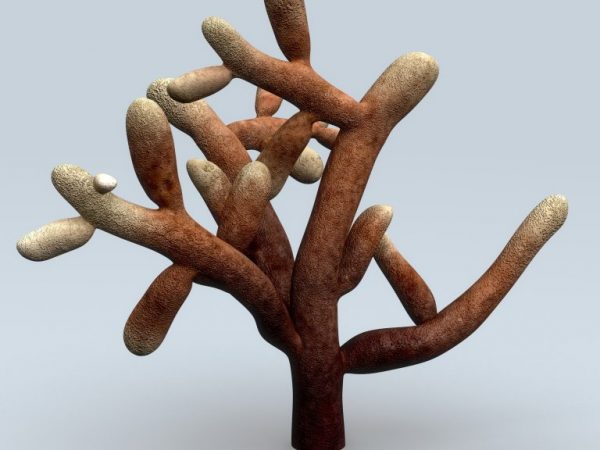 Copacii devin baza rădăcinii ciupercilor