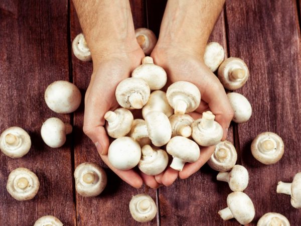 Chitine in paddenstoelen heeft geneeskrachtige eigenschappen