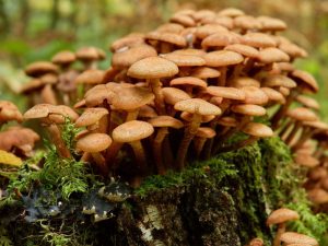 Vlastnosti růstu hub v lese