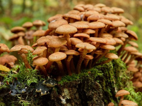 Características del crecimiento de hongos en el bosque.