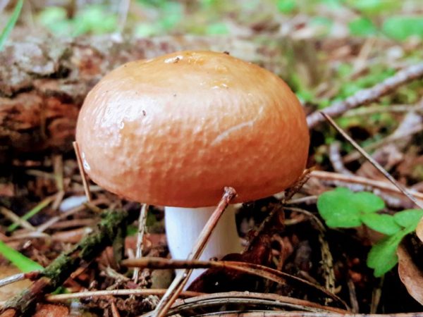 Vocht beïnvloedt de groei van paddenstoelen