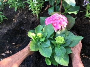 Planterar hortensior på hösten