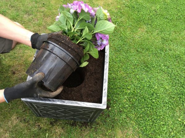 Pro pěstování hortenzií je nejlepší hlinitá půda
