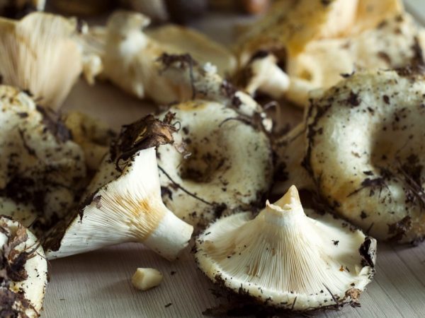 Înmuierea elimină toxinele din ciuperci