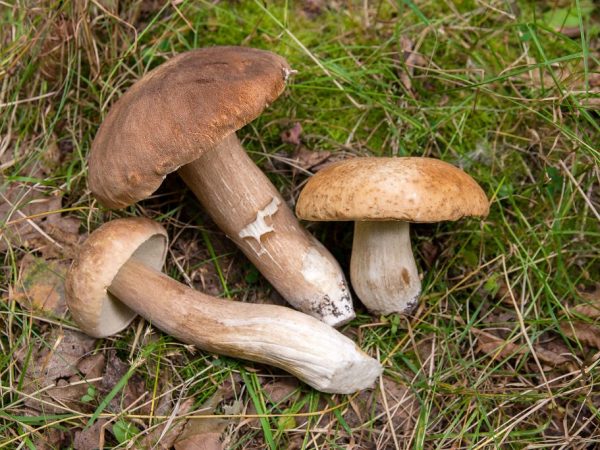 De beste paddenstoelenplekken in Podolsk